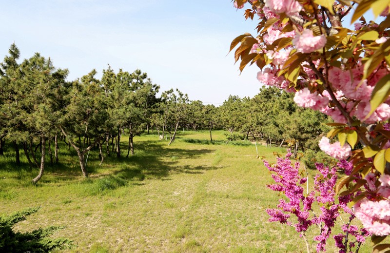 原生态黑松林(lín)